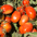 Tomates d'industrie
