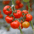 Tomates sous serre