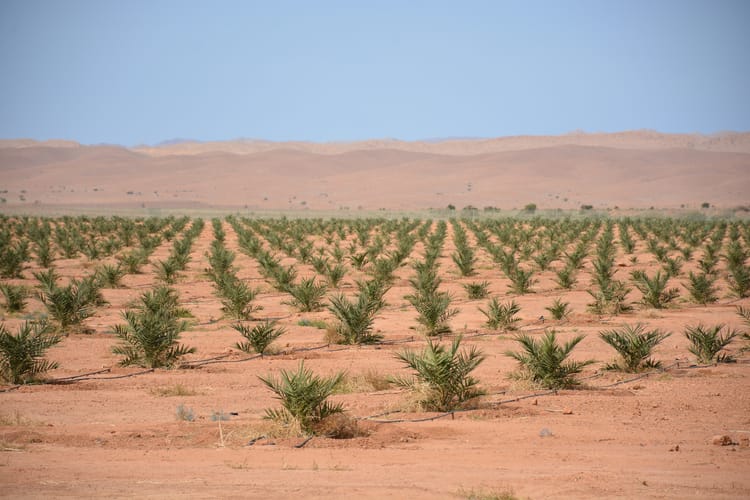 Palm dates seminar Morocco 07