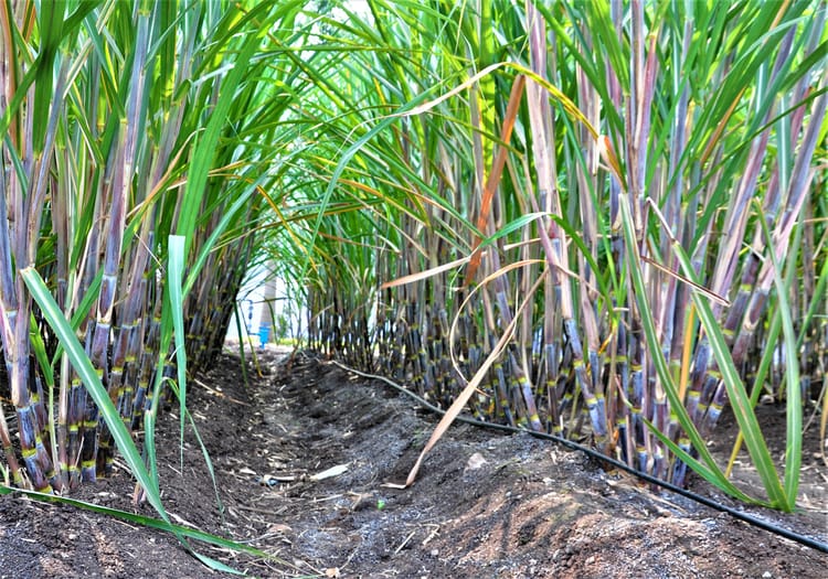 Sugarcane Field - 2
