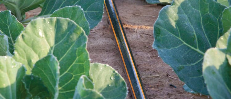 Goutteurs et lignes goutte à goutte