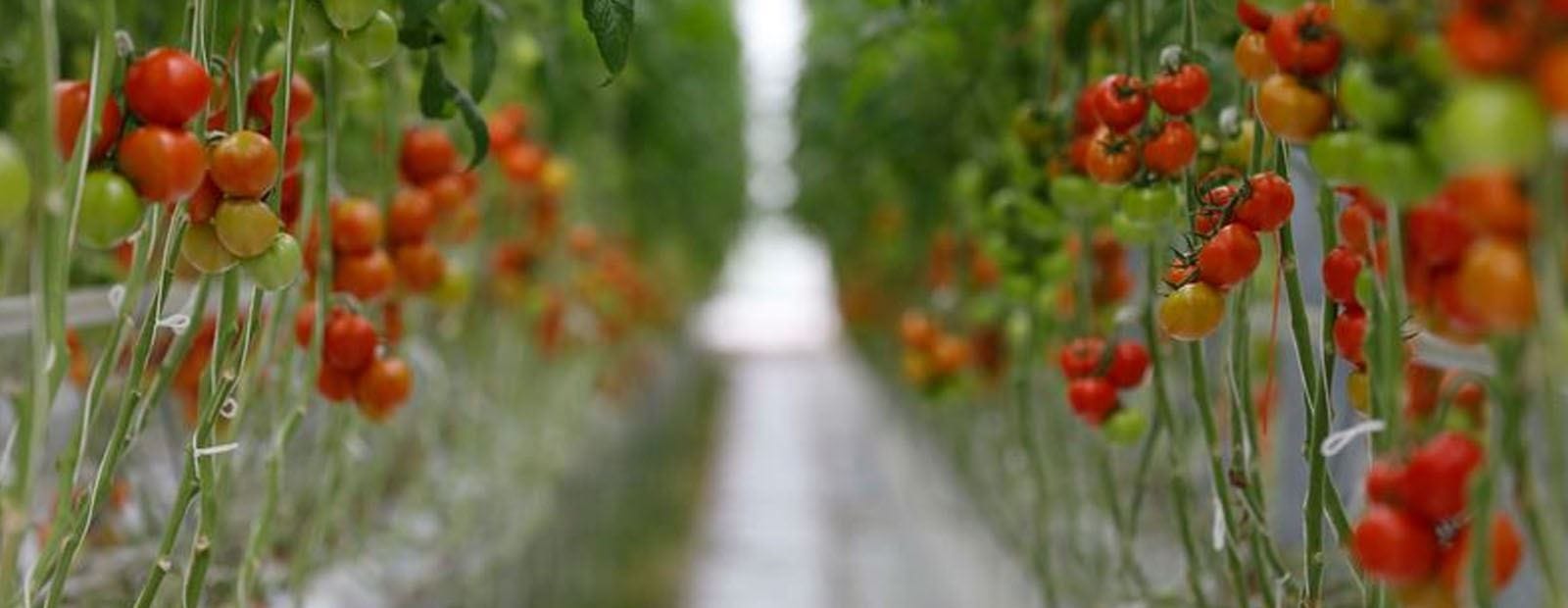 Fertigation de précision